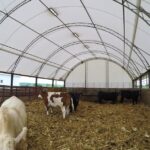 Modern fabric hoop building housing cattle with open ventilation and natural light on a farm.
