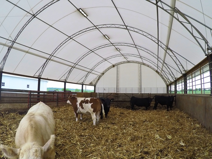 Modern fabric hoop building housing cattle with open ventilation and natural light on a farm.